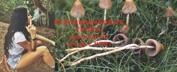 apvp Аркадак